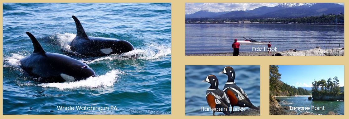 whales, birds, beaches on the Olympic Peninsula Washington State